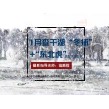 1月查干湖“冬捕”+“东北虎”摄影创作之旅