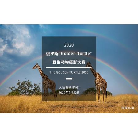 2020年俄罗斯"Golden Turtle”野生动物摄影大赛